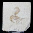 Cretaceous Fossil Shrimp Carpopenaeus - Lebanon #20901-1